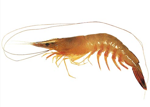 P. chinensis