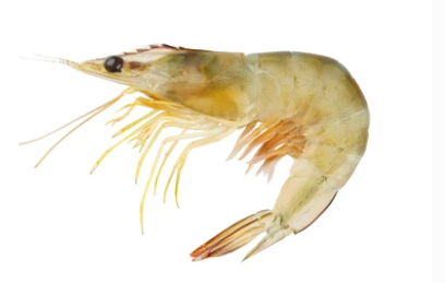 P. indicus