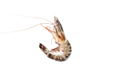 P. japonicus