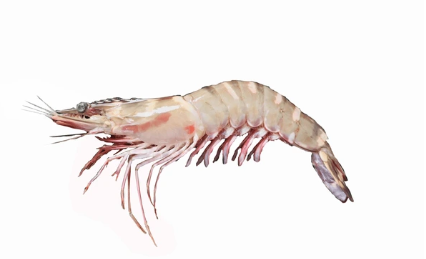 P. monodon