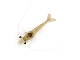 P. vannamei